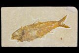 Fossil Fish (Knightia) - Wyoming #150641-1